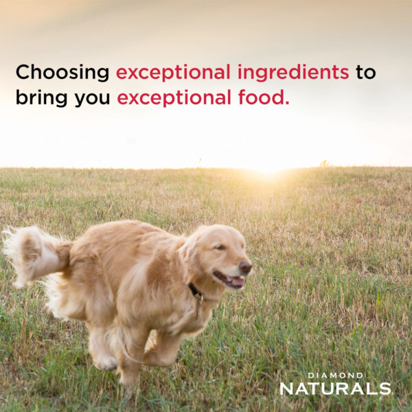 Diamond Naturals All Life stages Dog Chicken & Rice Formula - Image 3