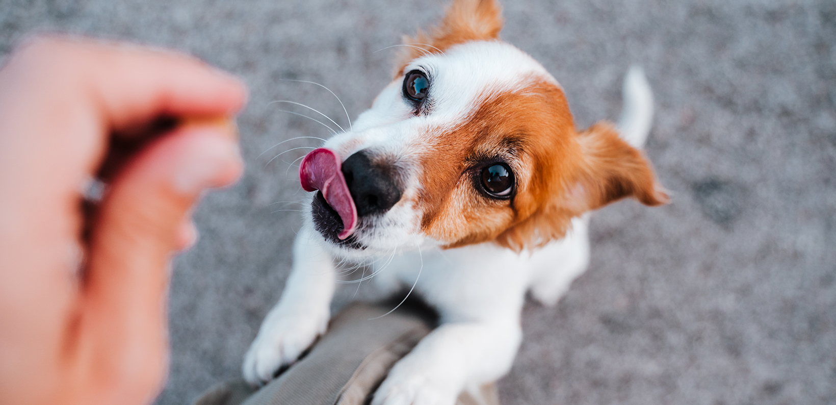 a dog looking at food