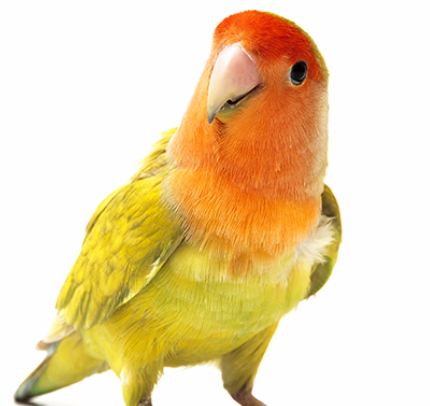 a bird