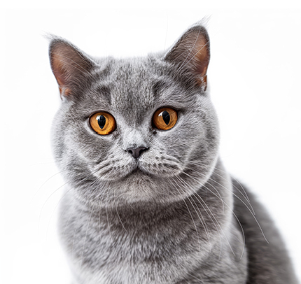 a cat