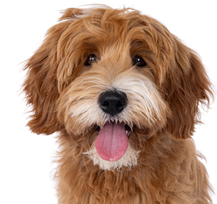 a dog