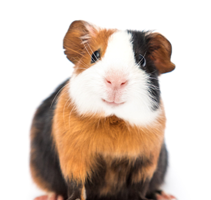 small animals